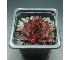 Sempervivum SAITAMA