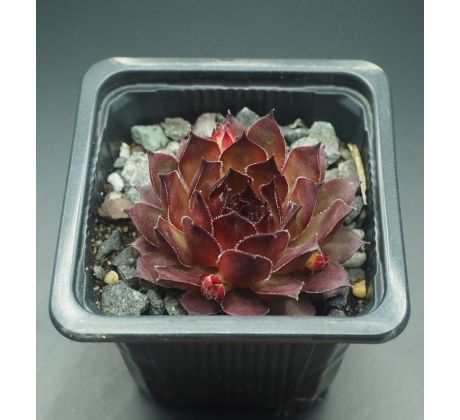 Sempervivum SAITAMA