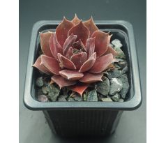 Sempervivum ROTKUPE