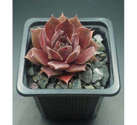 Sempervivum ROTKUPE