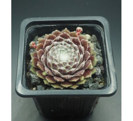 Sempervivum CHLORYS