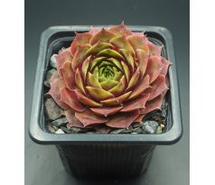 Sempervivum SANCY