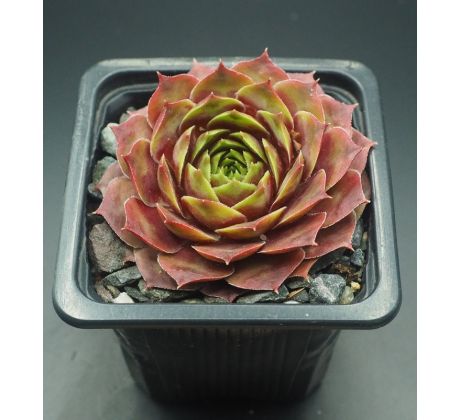 Sempervivum SANCY