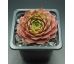 Sempervivum SANCY