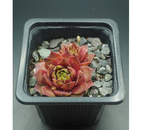 Sempervivum SAMOA