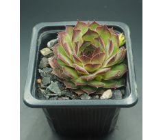 Sempervivum SALINA