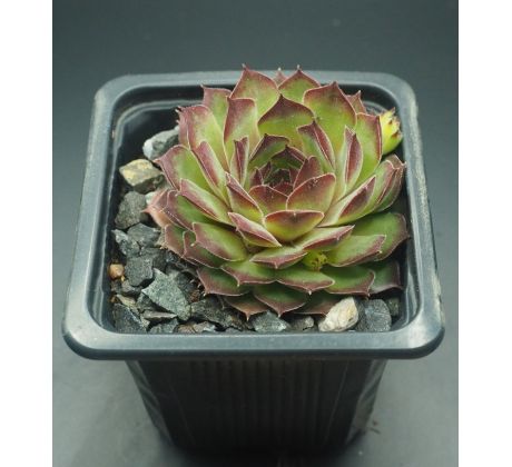 Sempervivum SALINA