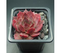 Sempervivum RUTH