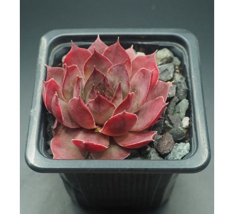 Sempervivum RUTH