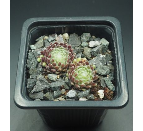 Sempervivum SPRITE