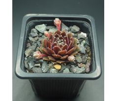 Sempervivum SQUAW