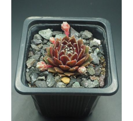 Sempervivum SQUAW