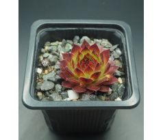 Sempervivum SPARKLER