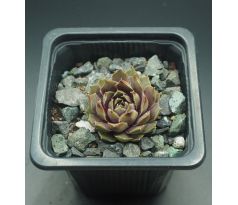 Sempervivum STATUS QUO