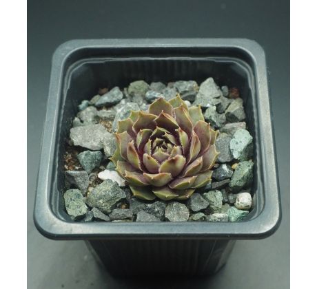 Sempervivum STATUS QUO