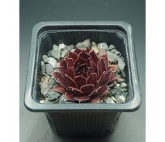 Sempervivum STRIDER