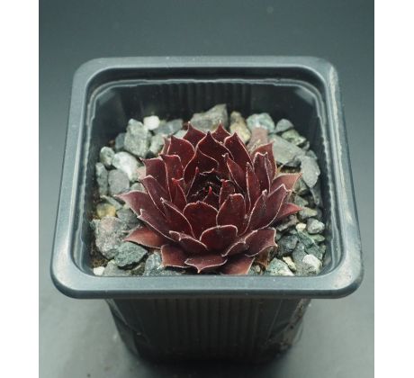 Sempervivum STRIDER