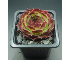 Sempervivum STAFFA