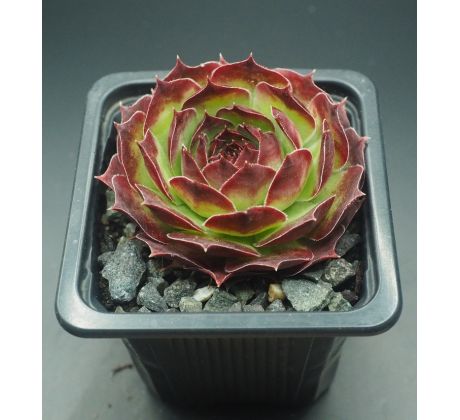 Sempervivum STAFFA