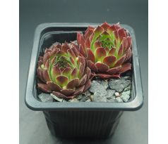 Sempervivum SULEIKA