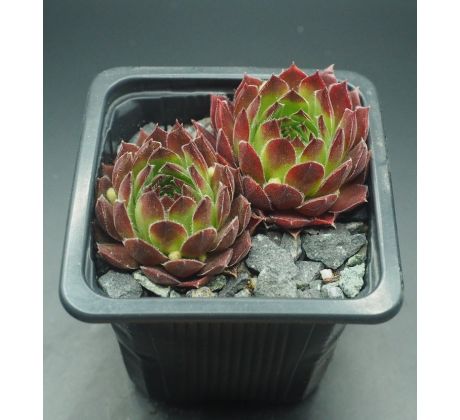 Sempervivum SULEIKA