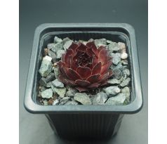 Sempervivum SULTAN