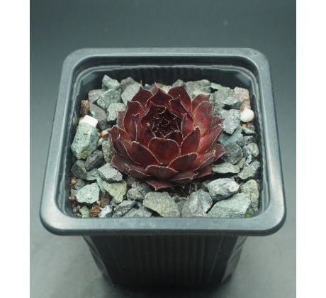 Sempervivum SULTAN