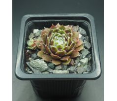 Sempervivum SULTAN - 15