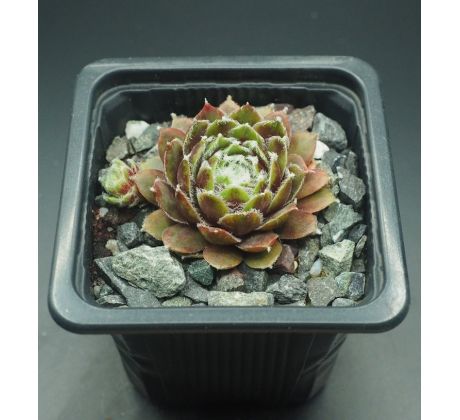 Sempervivum SULTAN - 15