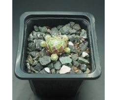 Sempervivum STRUBBELKOPF