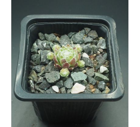 Sempervivum STRUBBELKOPF