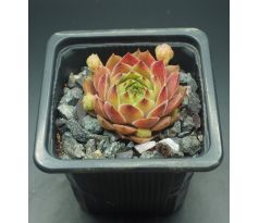 Sempervivum SUNKIST