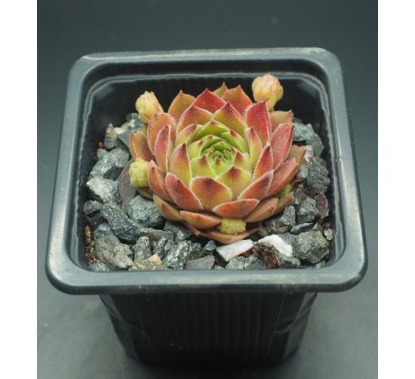 Sempervivum SUNKIST