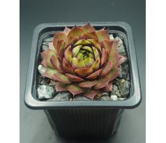 Sempervivum SUNRAY MAGIC