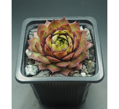 Sempervivum SUNRAY MAGIC