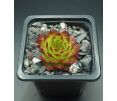 Sempervivum SUNSET