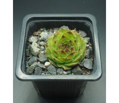 Sempervivum SPERANZA