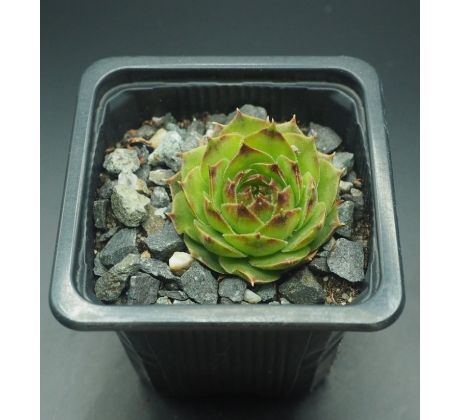 Sempervivum SPERANZA