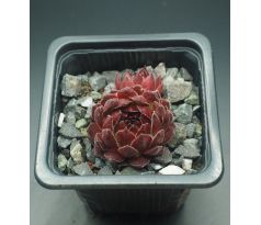 Sempervivum SUPER DOME