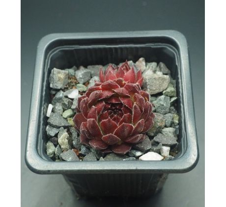 Sempervivum SUPER DOME