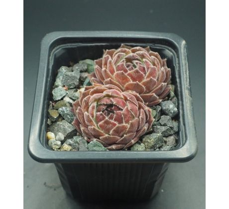 Sempervivum AGNES