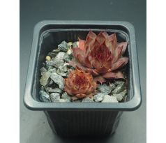 Sempervivum BLOOD TIP