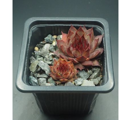 Sempervivum BLOOD TIP