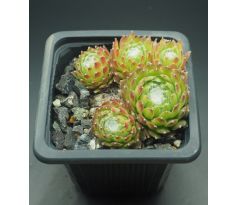 Sempervivum ALMAROS