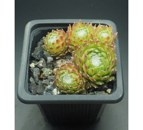 Sempervivum ALMAROS