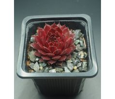 Sempervivum AGLOW