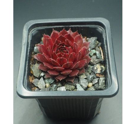 Sempervivum AGLOW