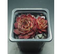 Sempervivum BLAUER RITTER