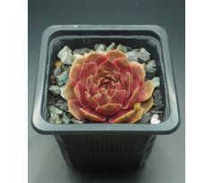 Sempervivum ZIRKON