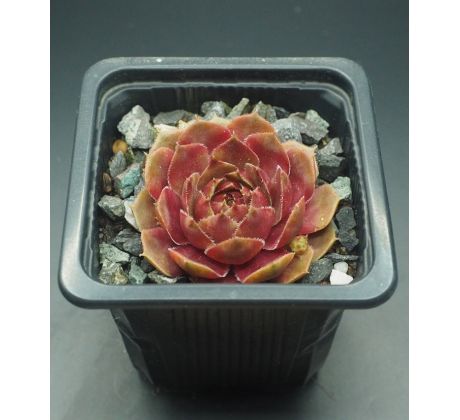 Sempervivum ZIRKON